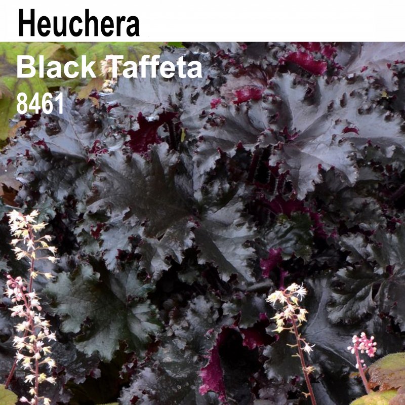 Гейхера Heuchera villosa