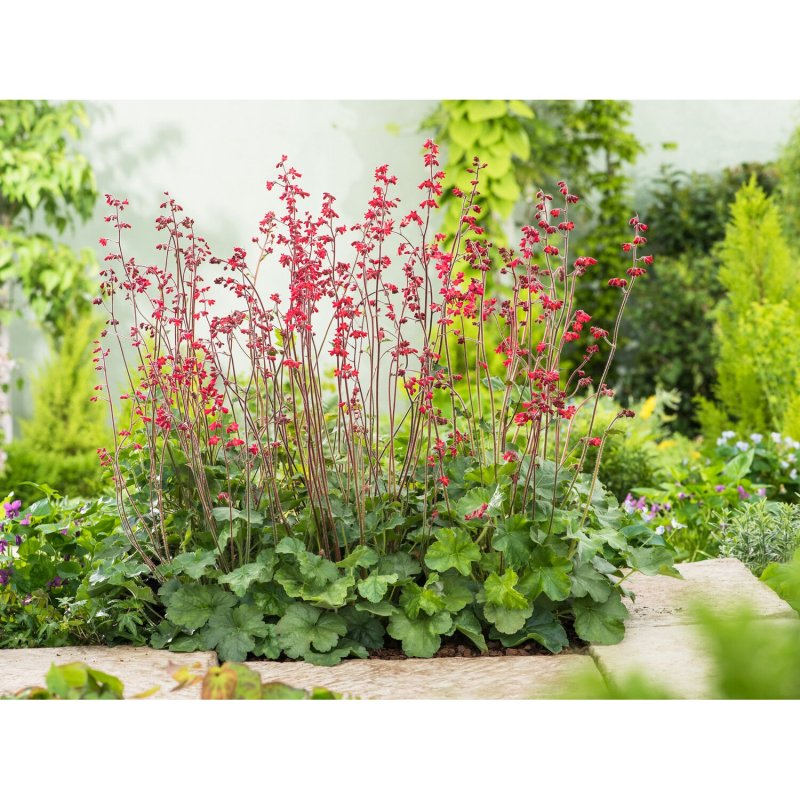 Heuchera World Caffé Amaretto