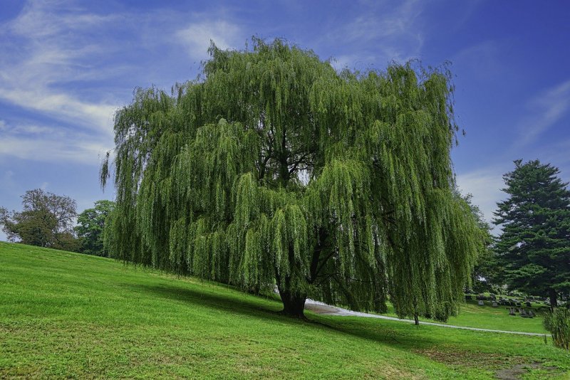 Salix Alba Ива плакучая