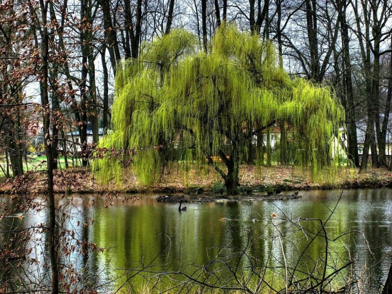 Плакучая Ива дерево