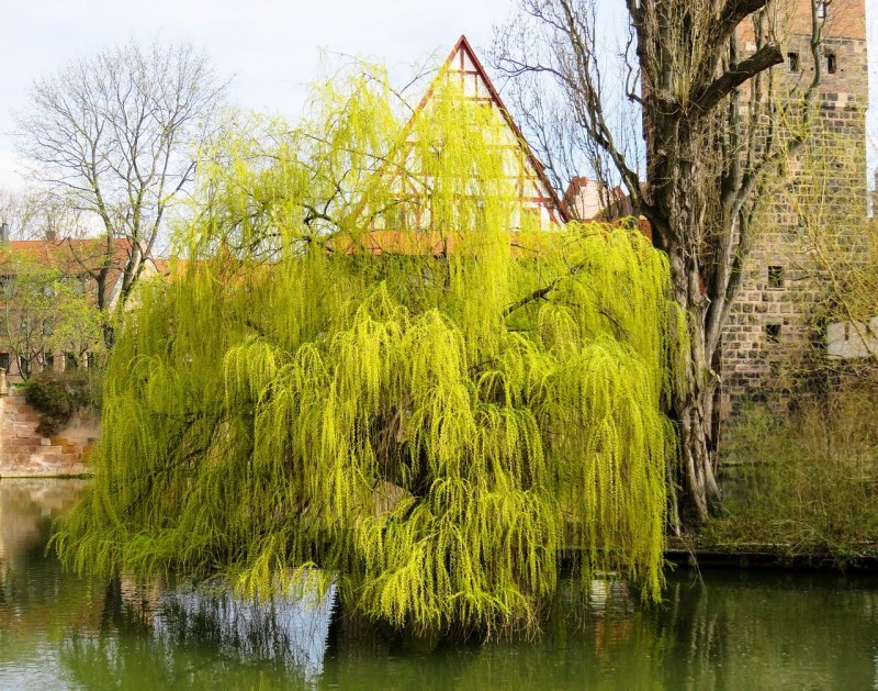 Ива Вавилонская (Salix babylonica)