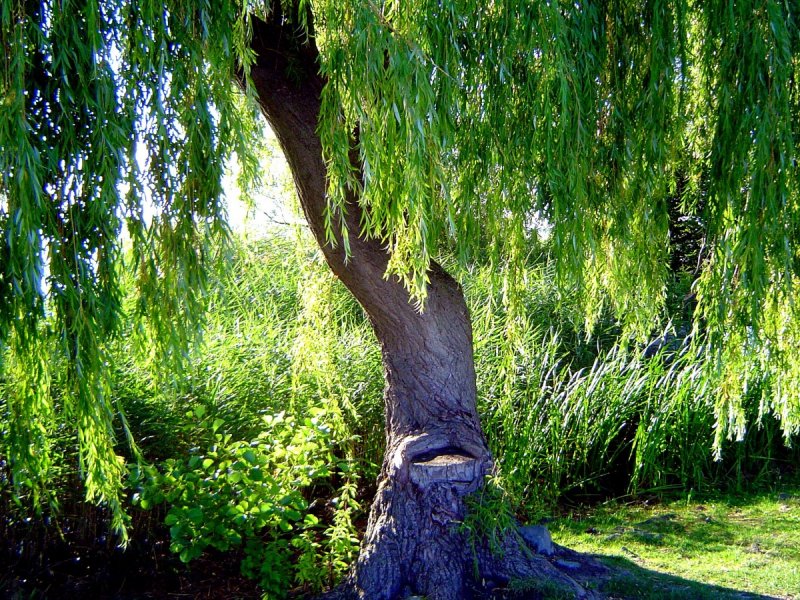 Ива белая (Salix Alba)