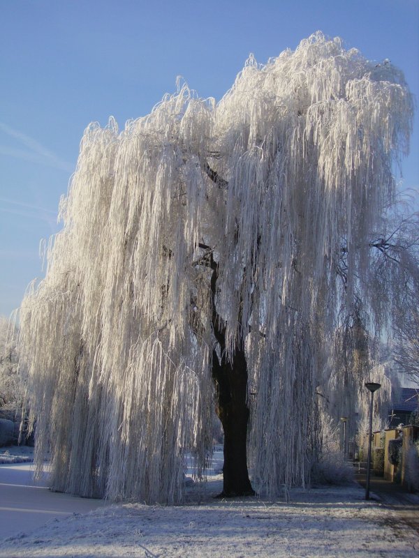 Ива росистая (Salix rorida)