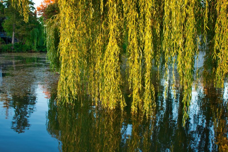 Ива плакучая (Salix acutifolia Willd)