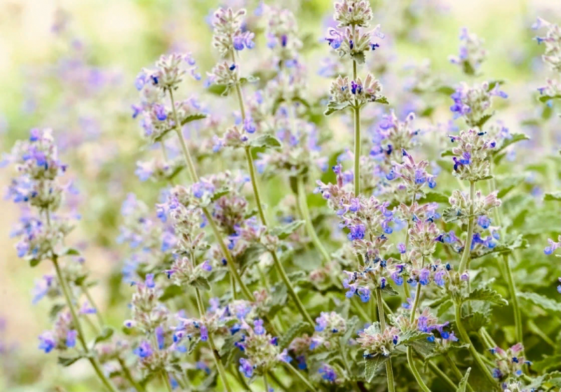 Котовник кошачий (Nepeta cataria)