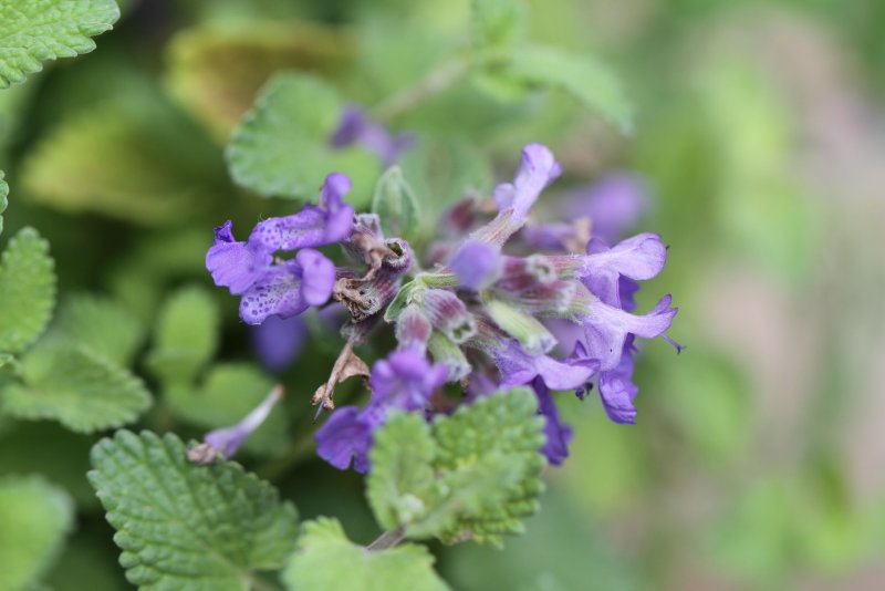 Кошачья мята Nepeta cataria