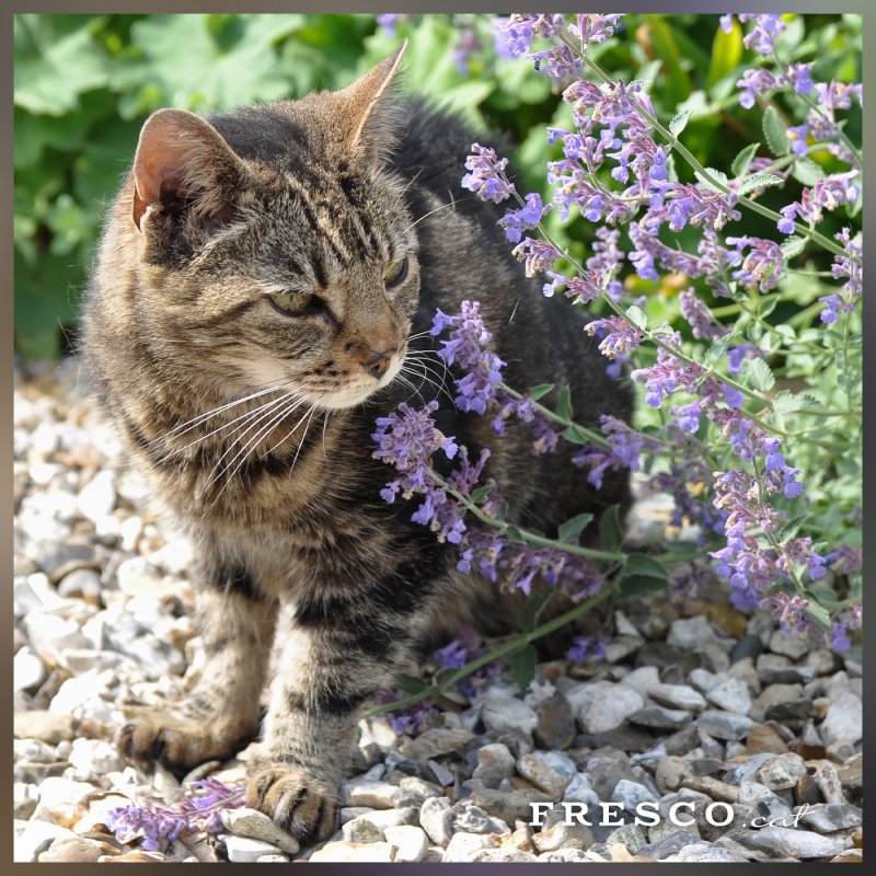 Котовник сикс Хиллс Джайнт