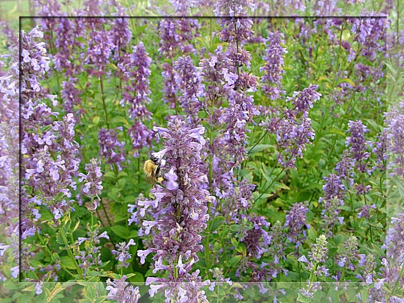 Котовник кошачий (Nepeta cataria)