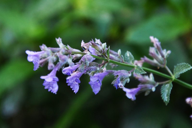 Котовник кошачий (Nepeta cataria)