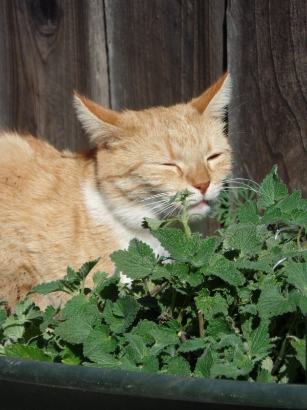 Котовник Фассена "Six Hills giant" (Nepeta faassenii "Six Hills giant")