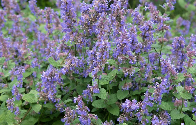 Котовник кистевидный Nepeta racemosa