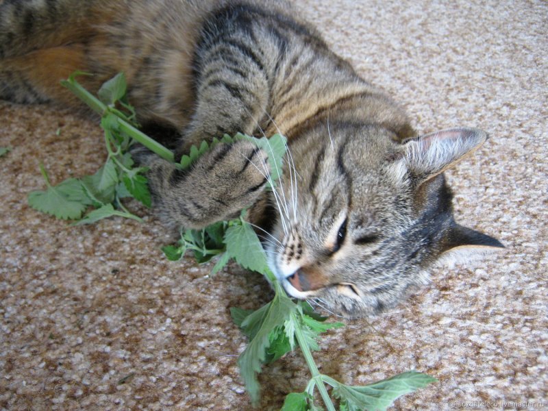 Котовник Мусина