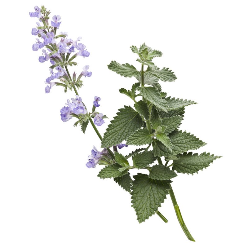 Котовник Nepeta nervosa Neptune