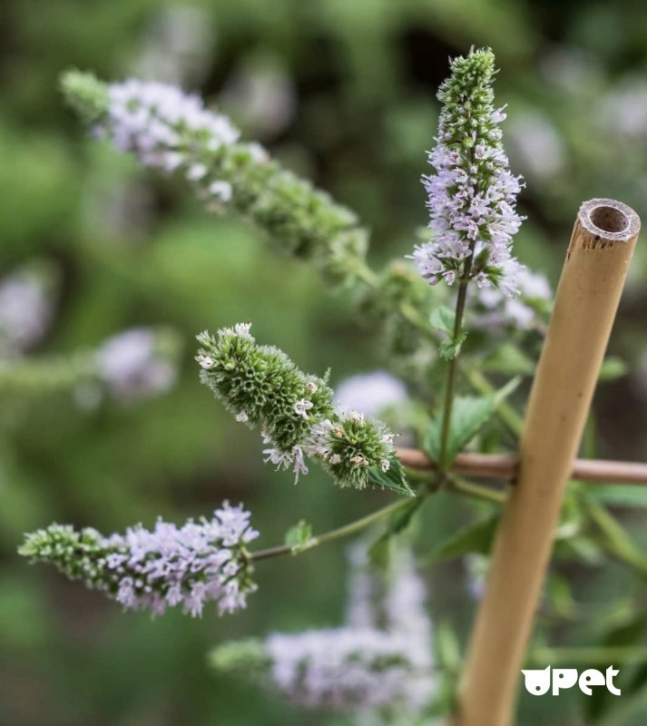 Nepeta faassenii