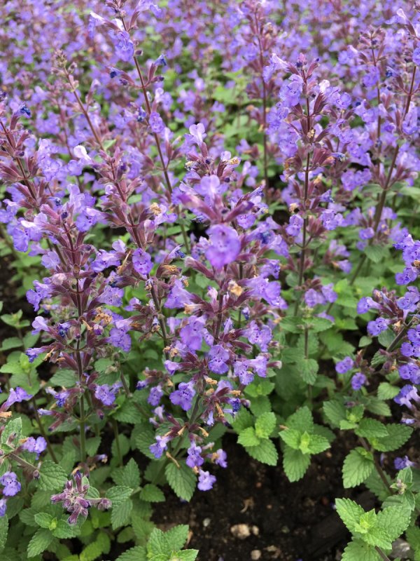 Котовник (Nepeta)