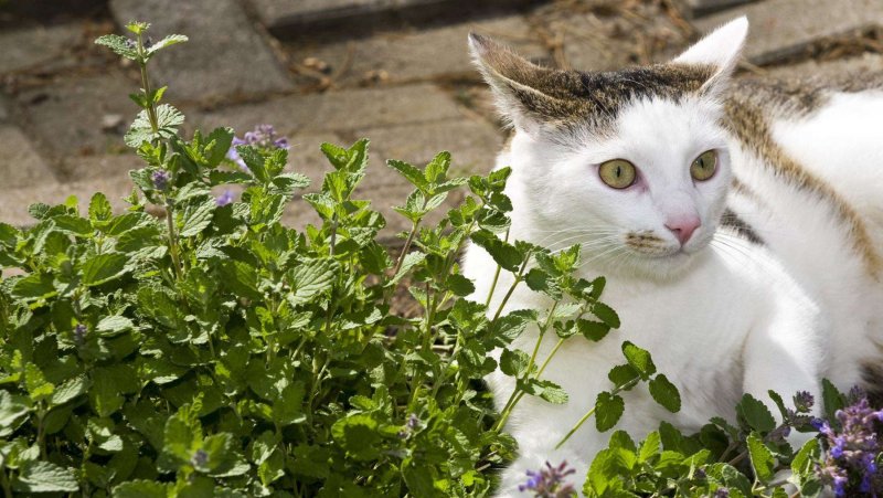 Котовник Кентавр