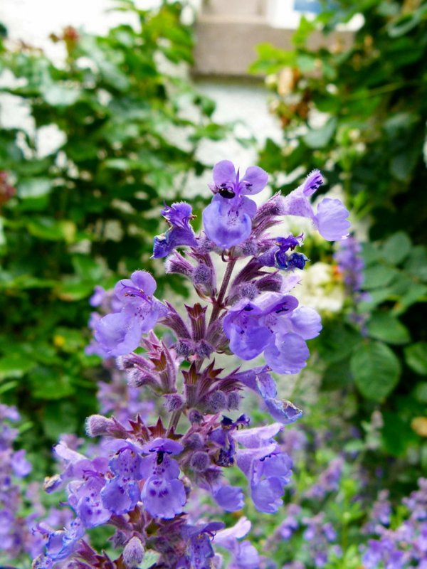 Котовник Nepeta grandiflora