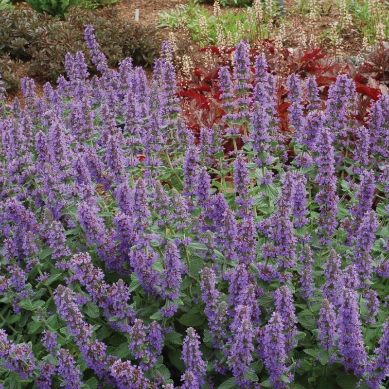 Котовник Фассена (Nepeta faassenii `Six Hills giant`)