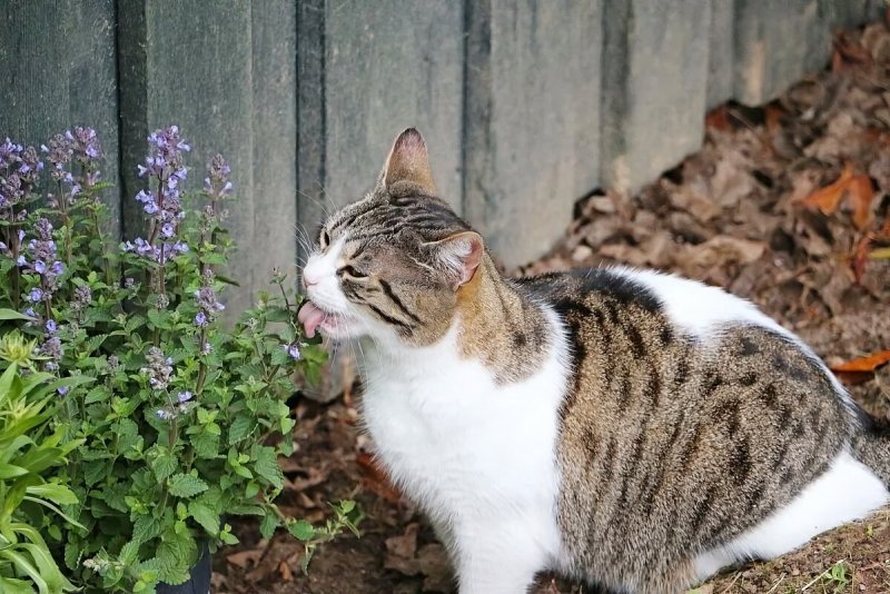 Котовник кошачий (Nepeta cataria)