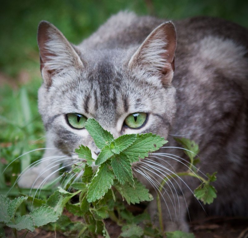 Catnip Кошачья мята