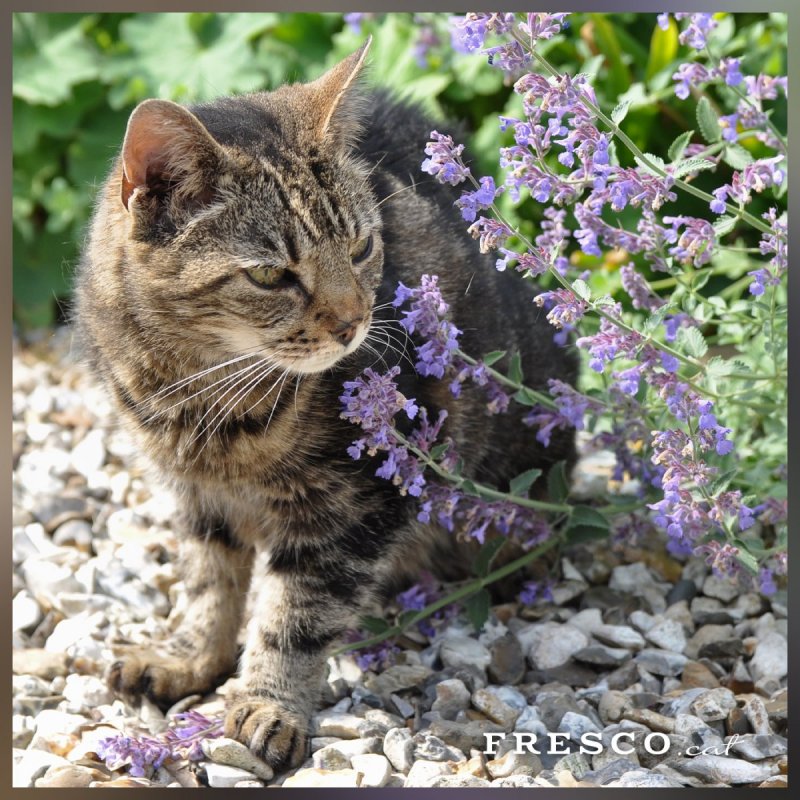 Котовник жильчатый