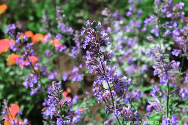 Котовник Фассена (Nepeta faassenii `Six Hills giant`)