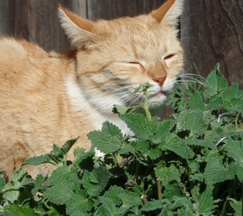 Catnip Кошачья мята