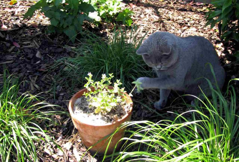 Котовник кошачий на белом