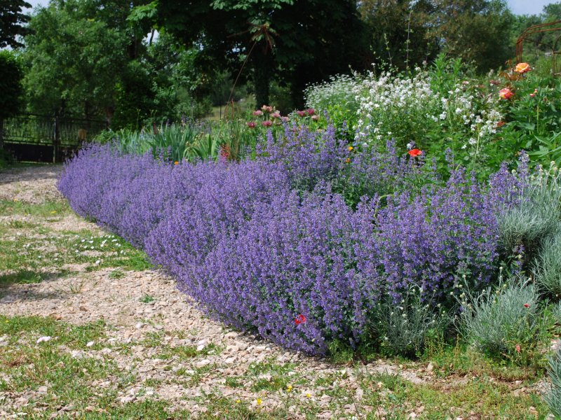 Котовник Nepeta grandiflora