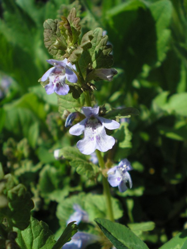Котовник венгерский Nepeta Pannonica