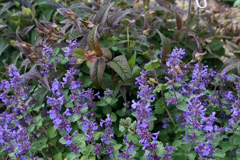 Котовник Фассена (Nepeta faassenii)