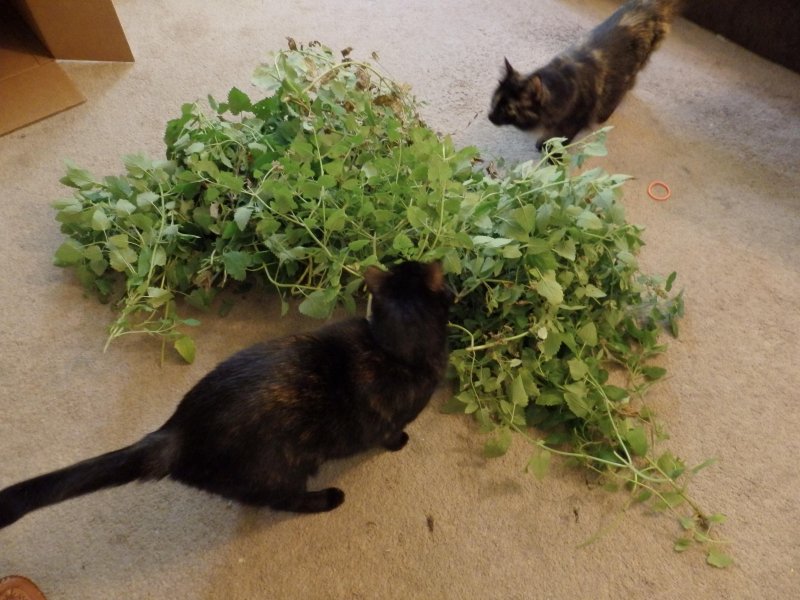 Котовник листья