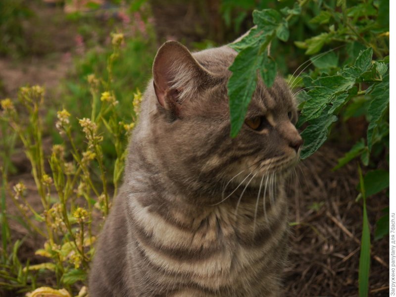 Котовник Фассена (Nepeta faassenii)