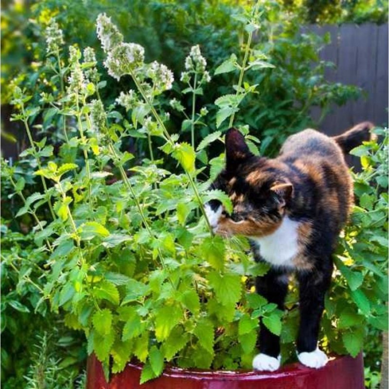 Медоносный котовник