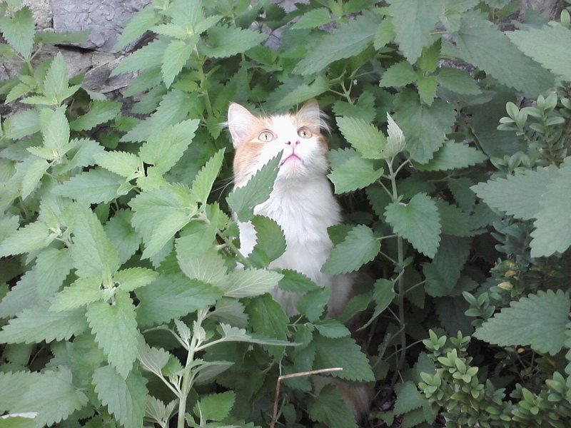 Котовник Блю Вандер