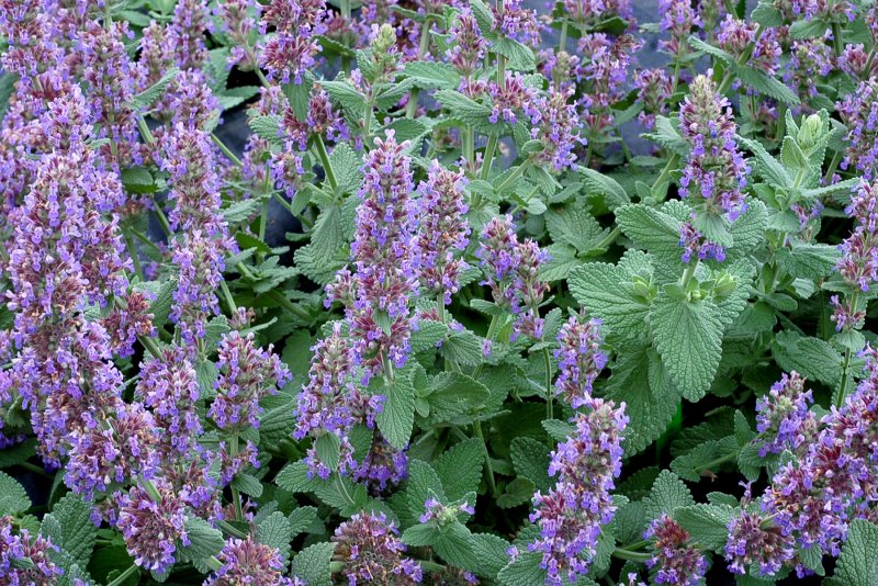 Nepeta cataria 'citriodora'