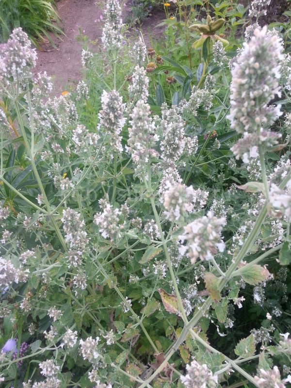 Котовник сикс Хиллс Гиант