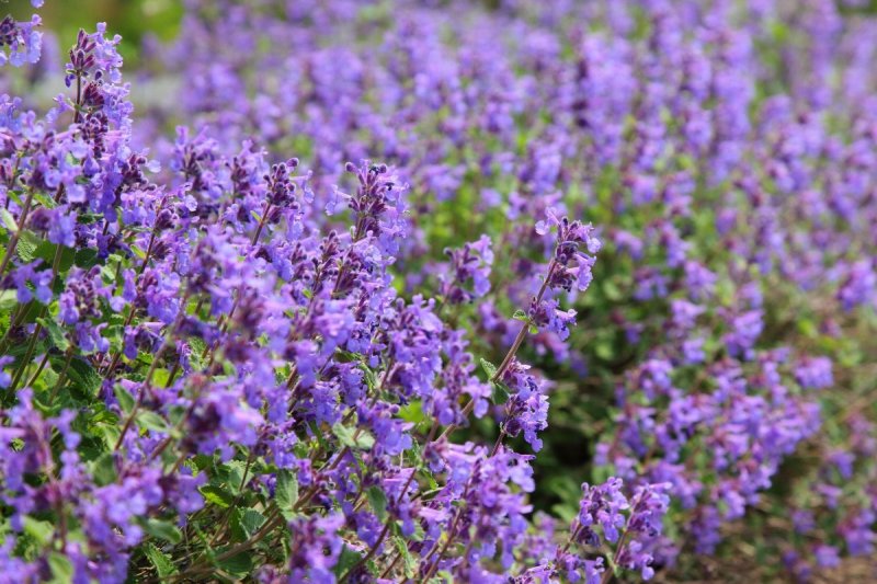 Котовник Муссини Nepeta mussinii
