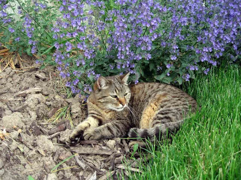 Котовник ползучий