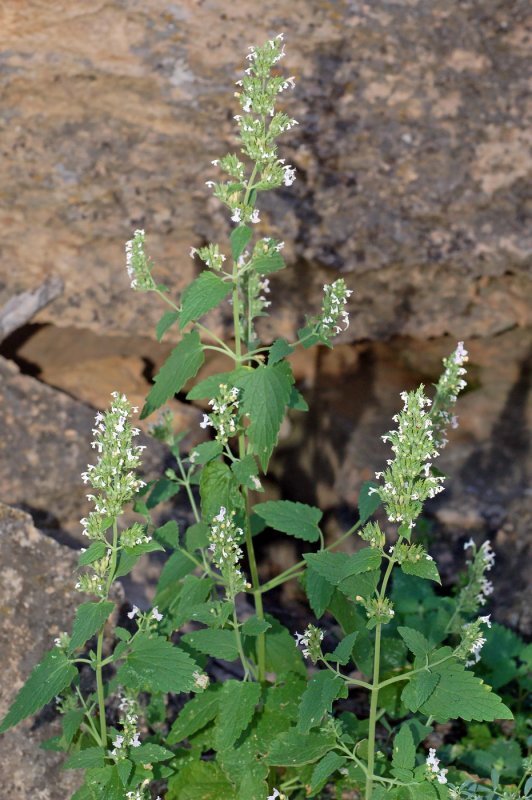 Котовник Nepeta grandiflora