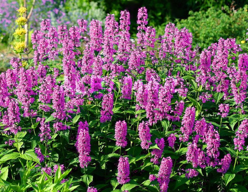 Blue Wonder Catmint
