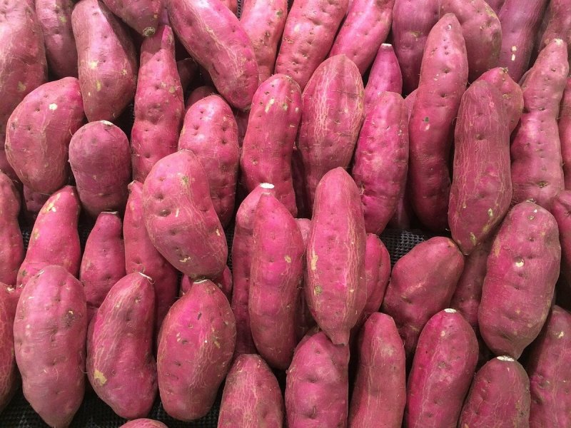 Eggplant Harvester