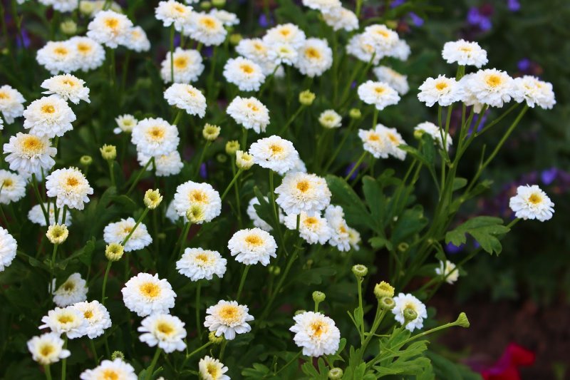 Пиретрум (пижма) девичий (Tanacetum parthenium)