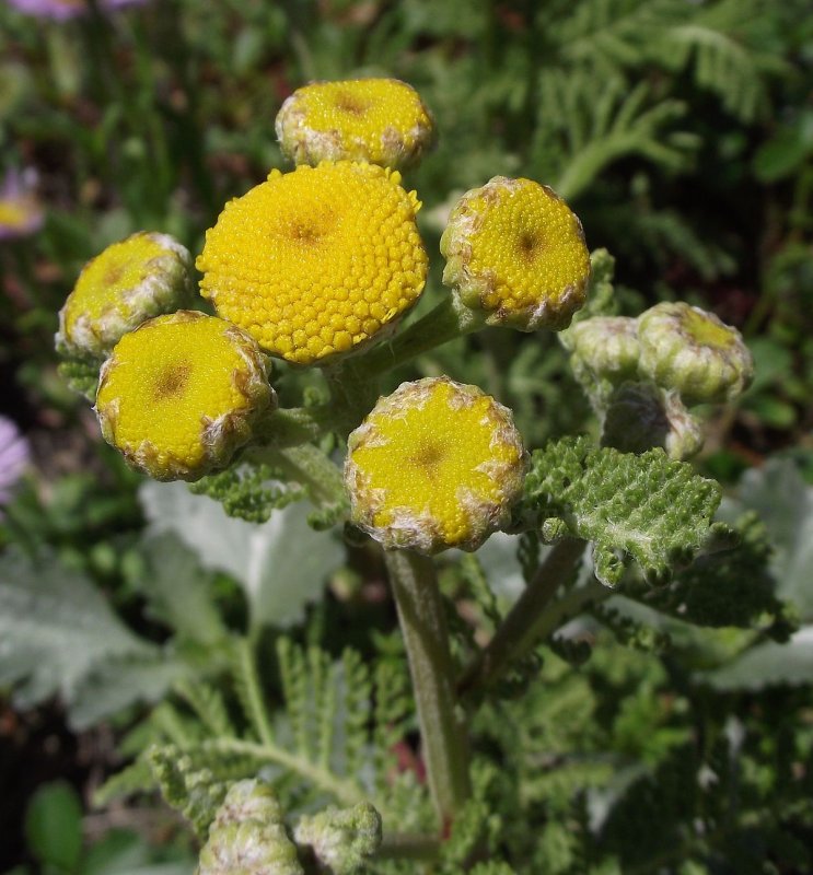 Пижма Tanacetum ptarmiciflorum