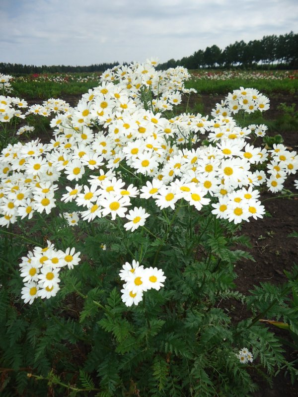 Хризантема пижма