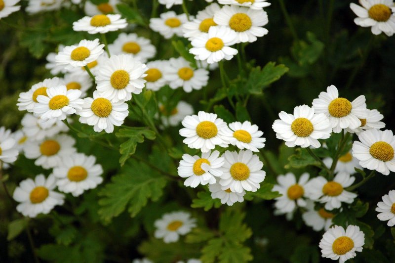 Пиретрум parthenium