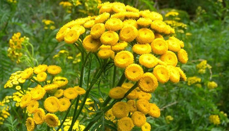 Пижма бальзамическая