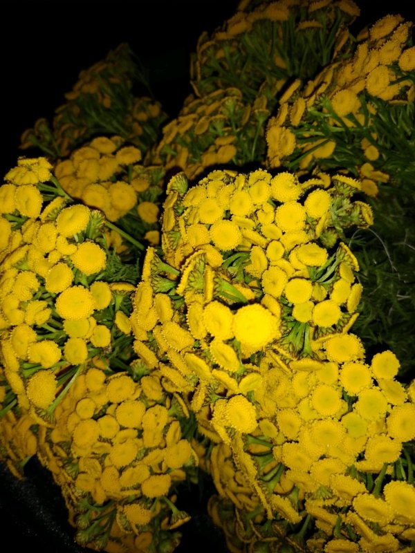 Семена пижмы