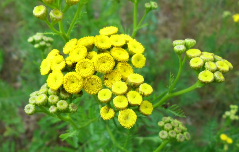 Пижма крупнолистная Tanacetum macrophyllum