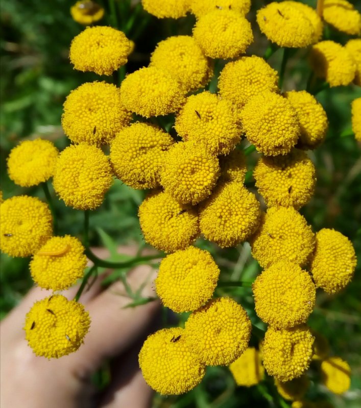 Пижма обыкновенная (Tanacetum vulgare)